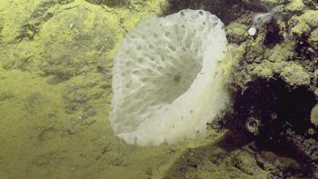 Media type: image;   Invertebrate Zoology 153111 Description: live specimen;